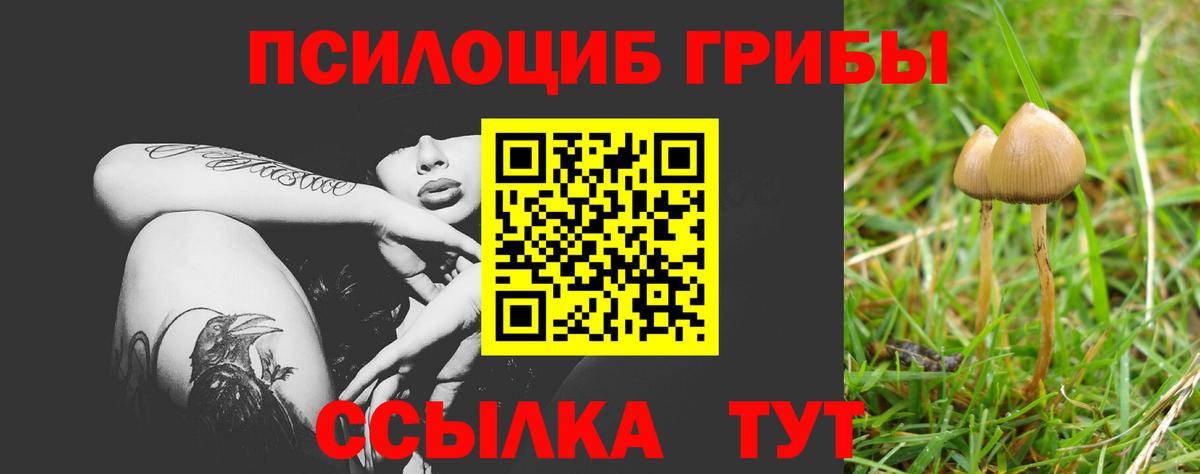 Псилоцибиновые грибы прущие грибы Минеральные Воды